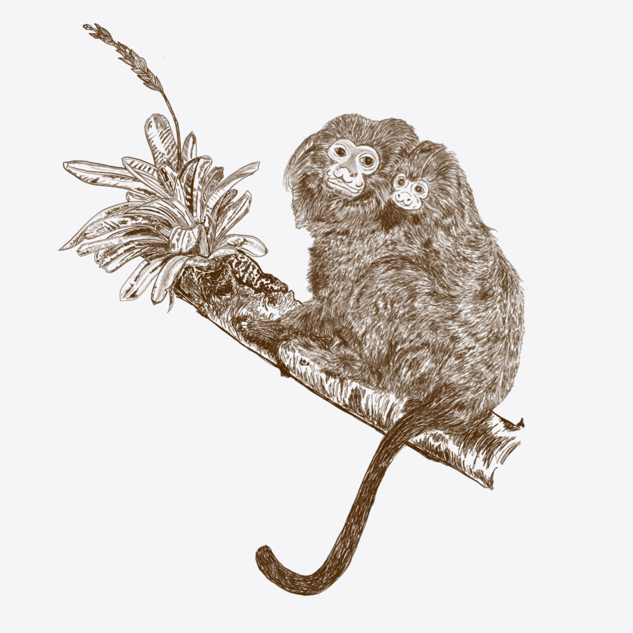 Pao de acucar Mamangua